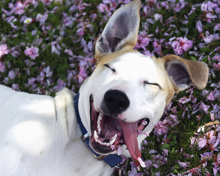 37 Photos of Ridiculously Happy Animals that are Bound to Make You Smile -  500px