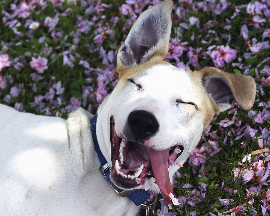 happy animal faces