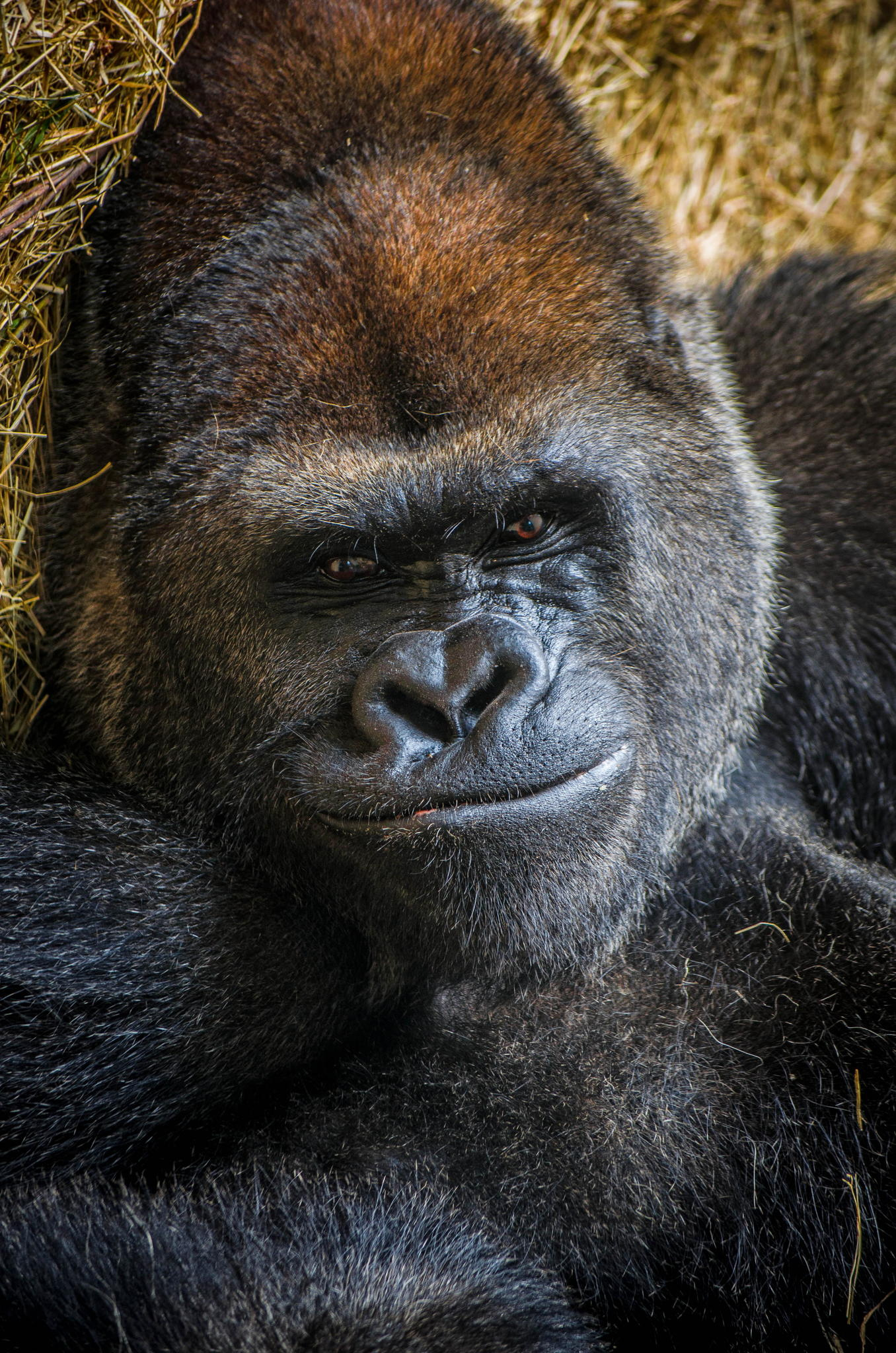 37 Photos of Ridiculously Happy Animals that are Bound to Make You