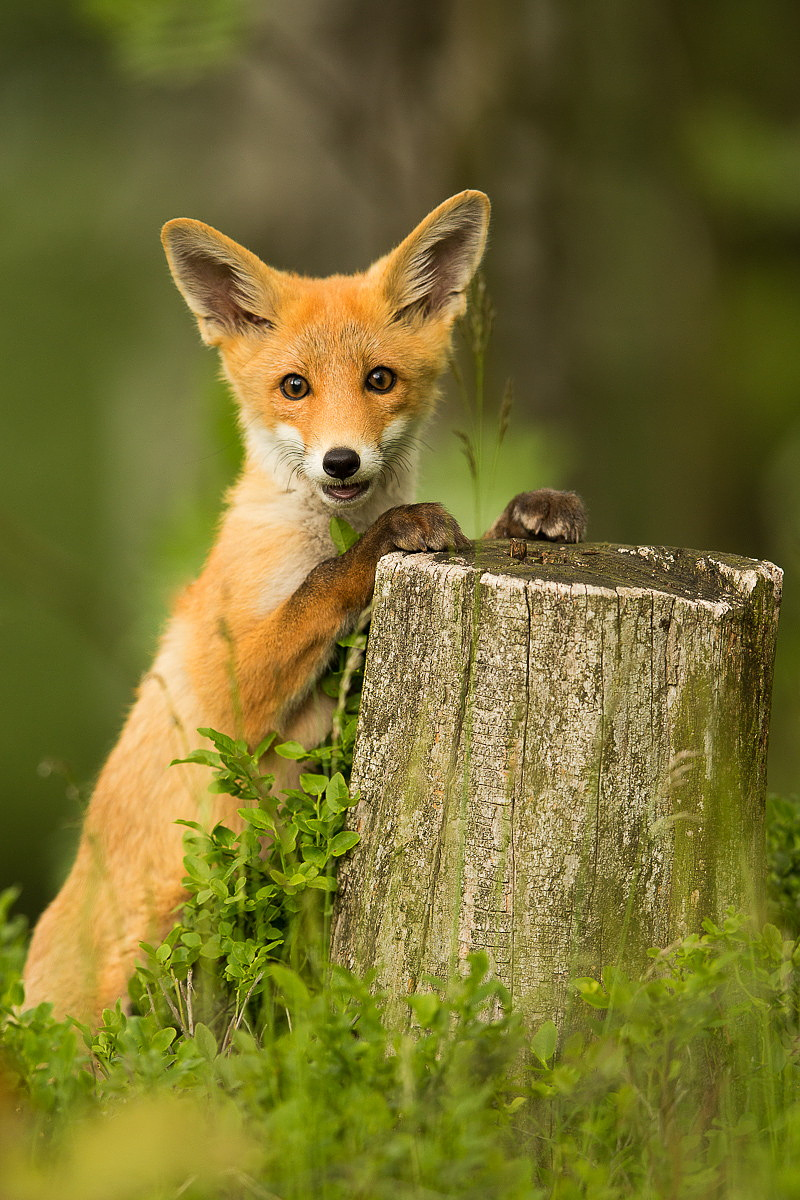 cute happy animal faces