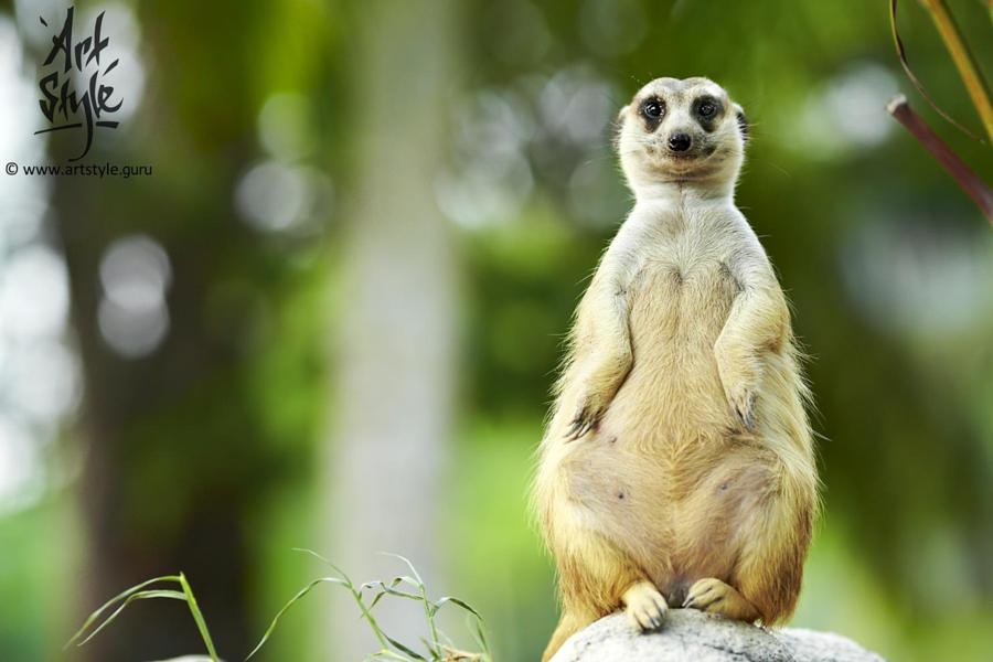 smiling animal