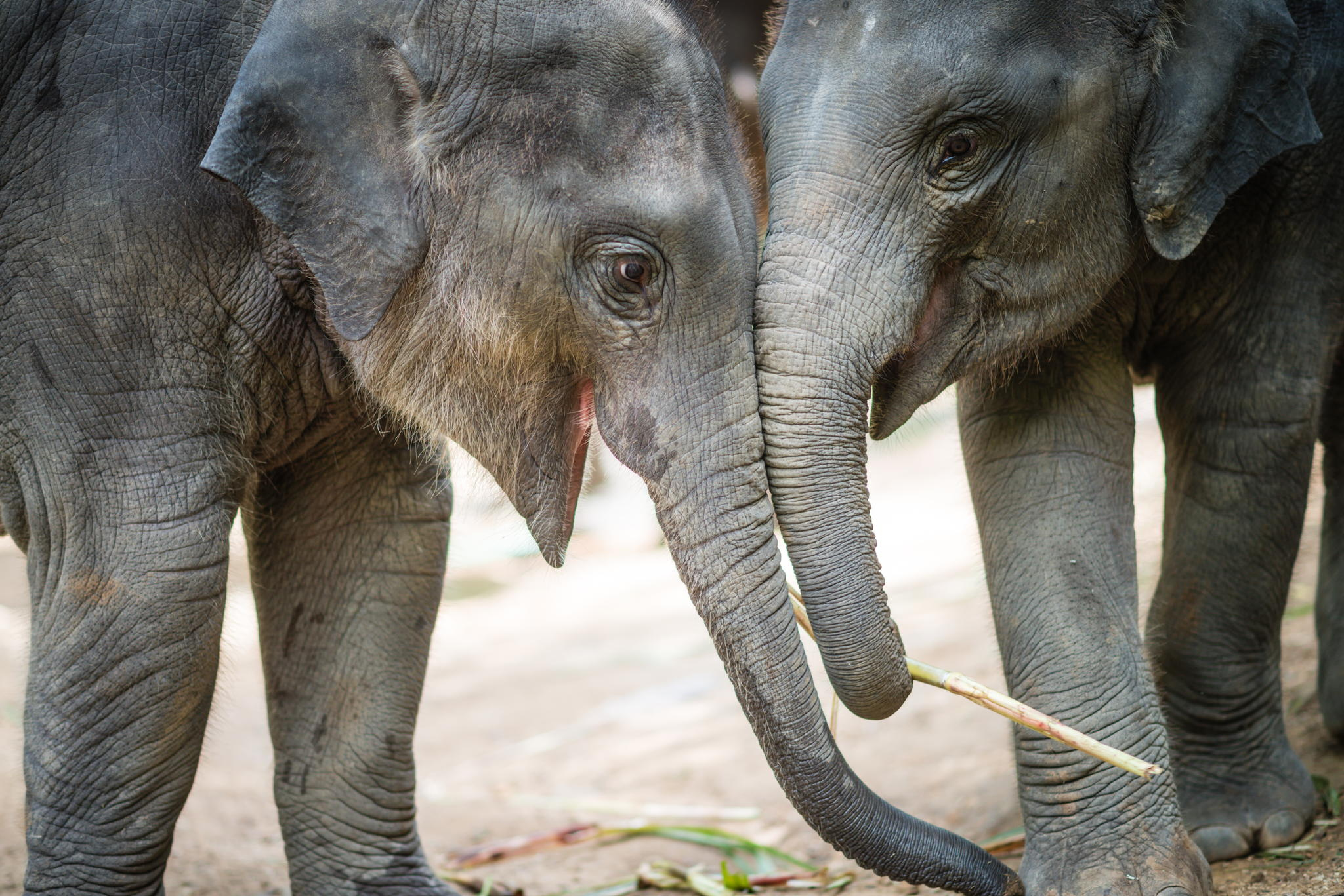 37 Photos of Ridiculously Happy Animals that are Bound to Make You Smile