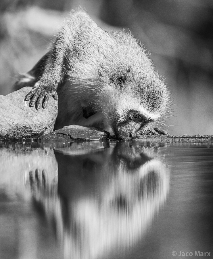 In the example above, this vervet monkey was actually shot from a bird hide to give an engaging eye level shot.