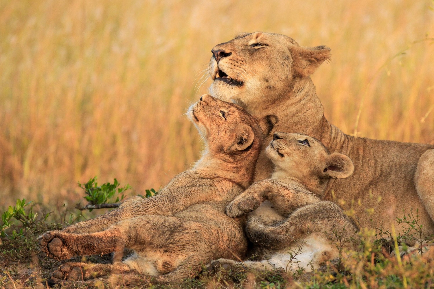 5 Reasons Every Photographer Should Go On An African Safari