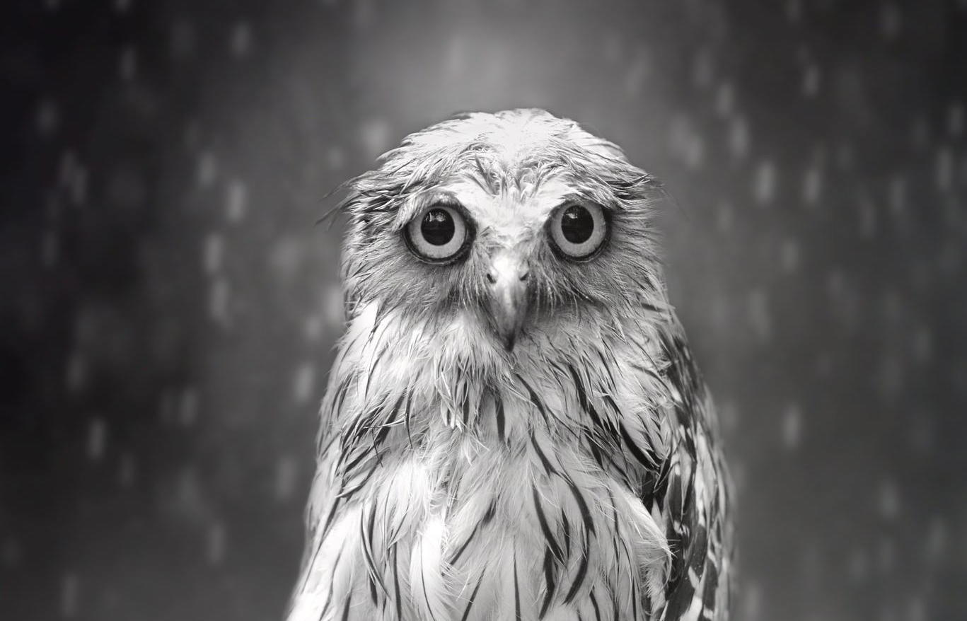 Sham's Story: How a Sad Looking Owl Made for a Very Happy Photographer