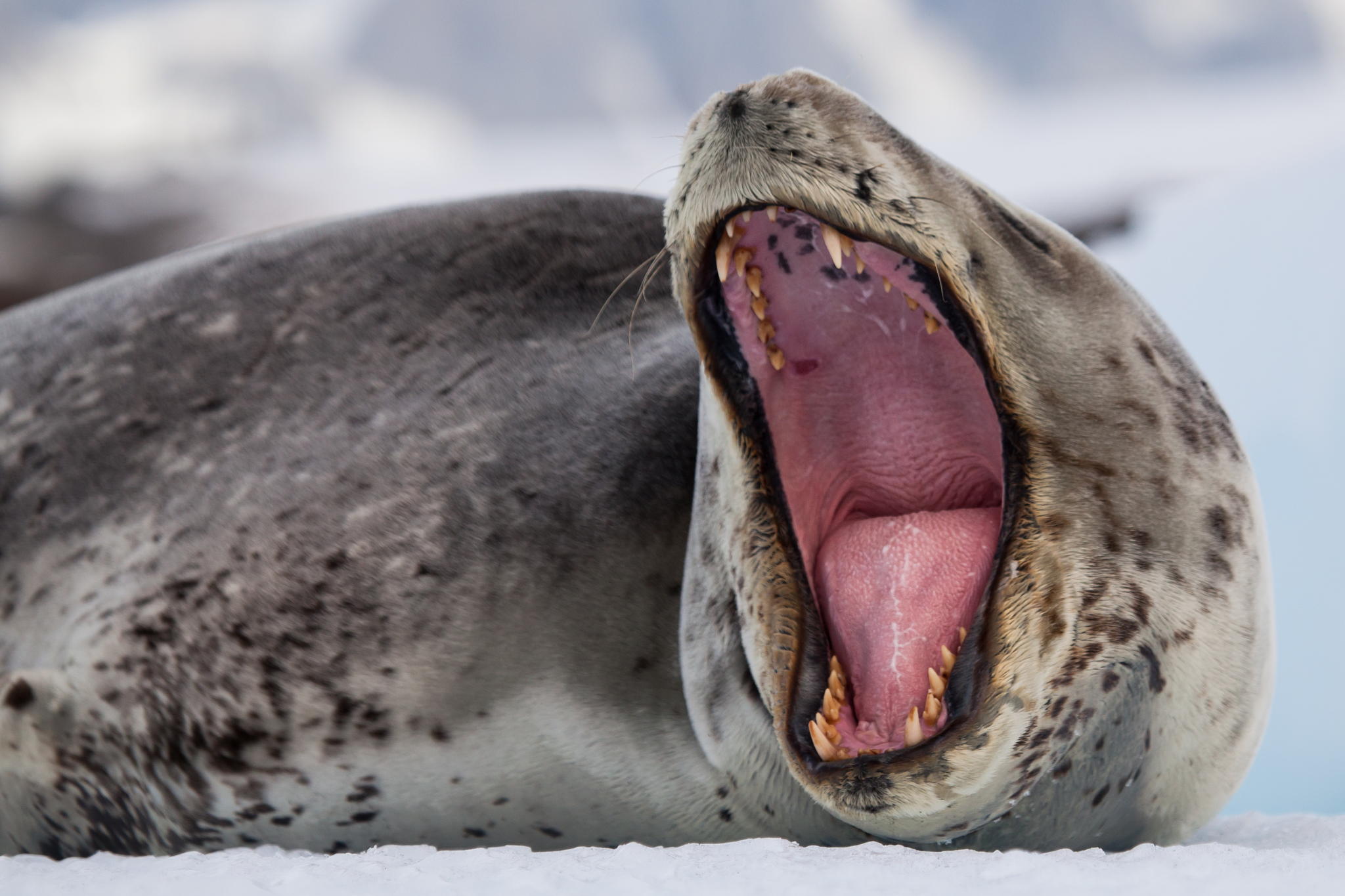 A Nat Geo Photographer's Incredible Encounter with One of Antarctica's Most Vicious Predators