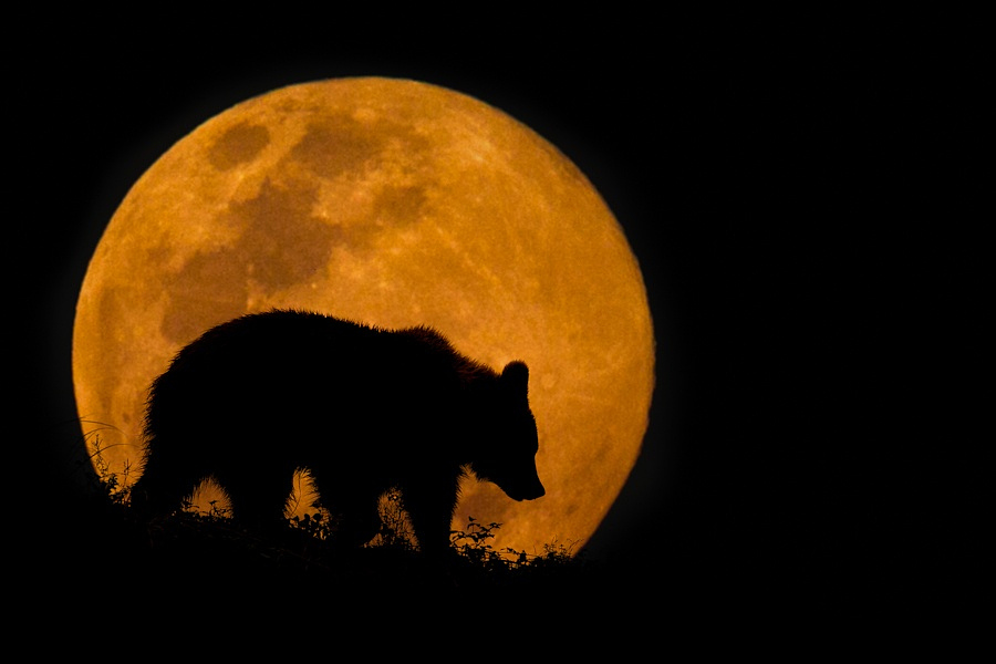 The Bear & The Moon