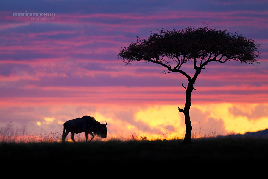 A Wildebeest and an acacia tree silhouetted against a Masai Mara sky on fire.