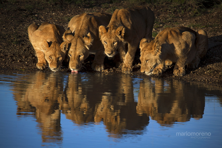 Lions of Mara