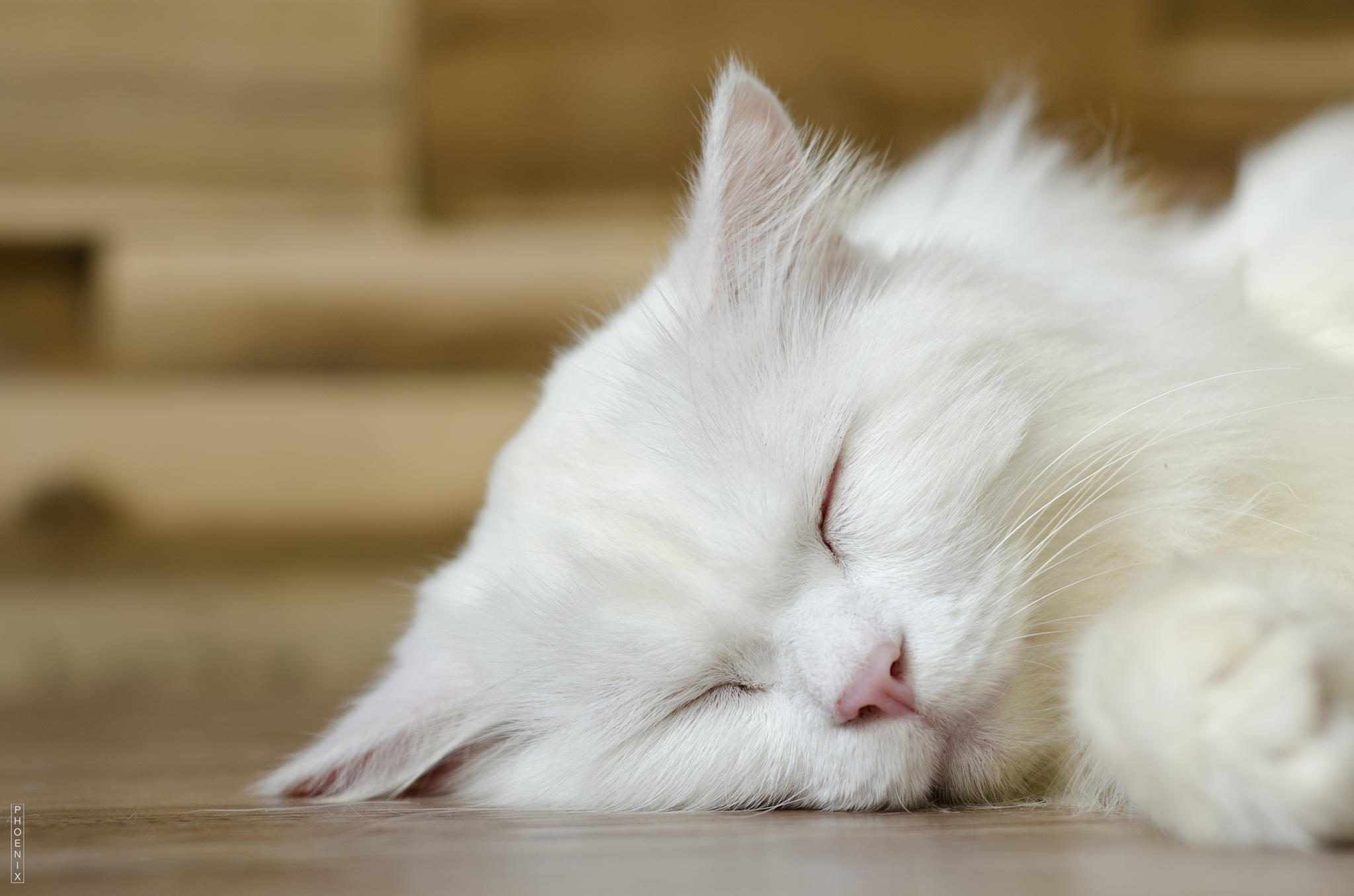 Hoang's Story: A Sleeping Cat Photo Made My Year in 2014