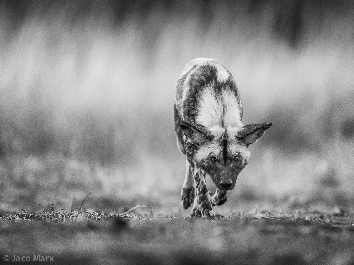 500px Blog » » Pro Tip: Photograph Wildlife from Ground or Eye Level to