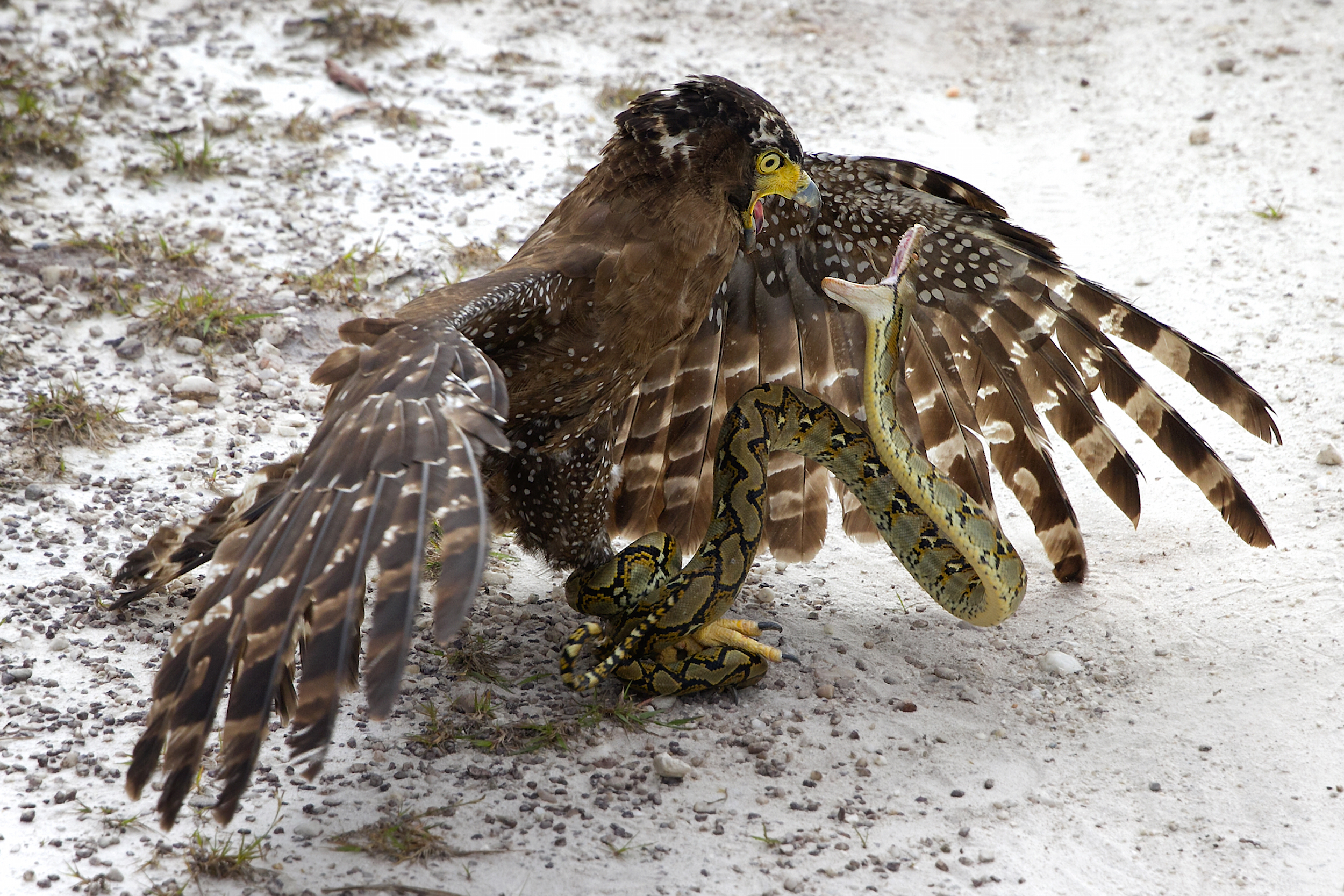 3rd Place - Antonius Andre Tjiu - Indonesia