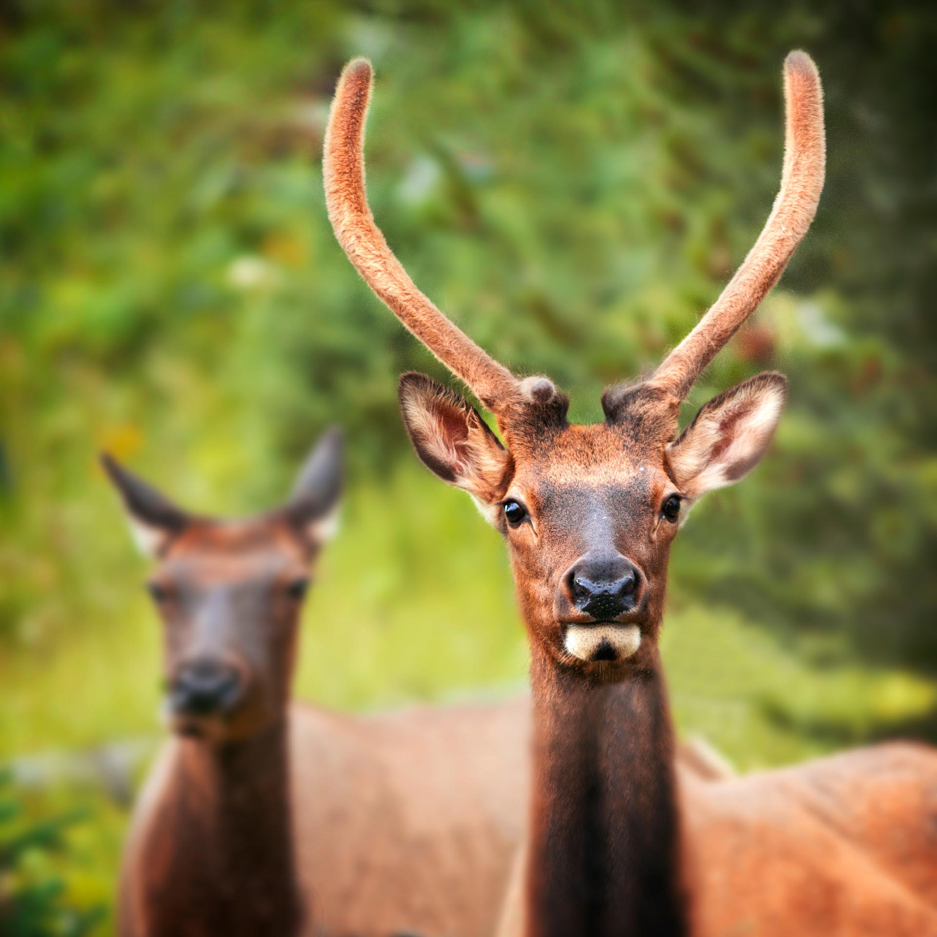 Deer in Yellowstone National Park