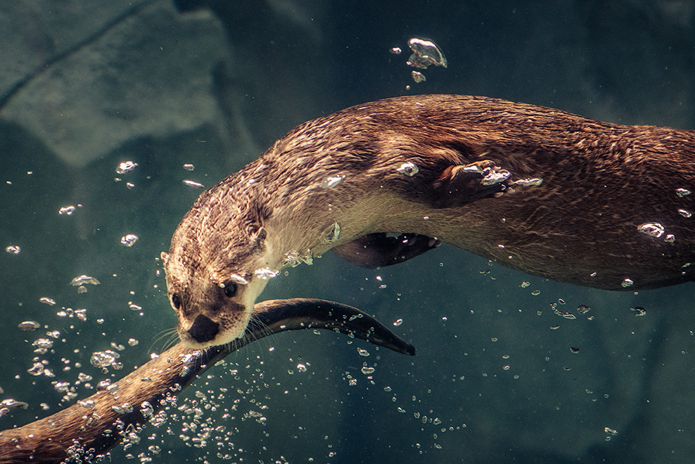 Jake's Story: You Otter See the Photo He Sold on 500px Prime Without Even Trying