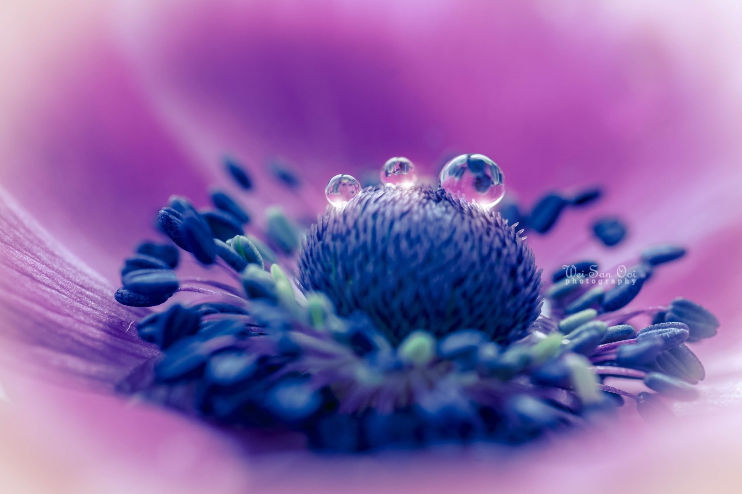 31 Incredibly Captivating Flower Photos by Wei-San Ooi