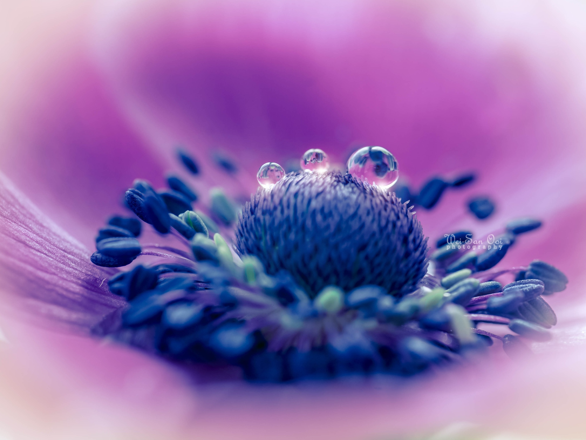 31 Incredibly Captivating Flower Photos by Wei-San Ooi
