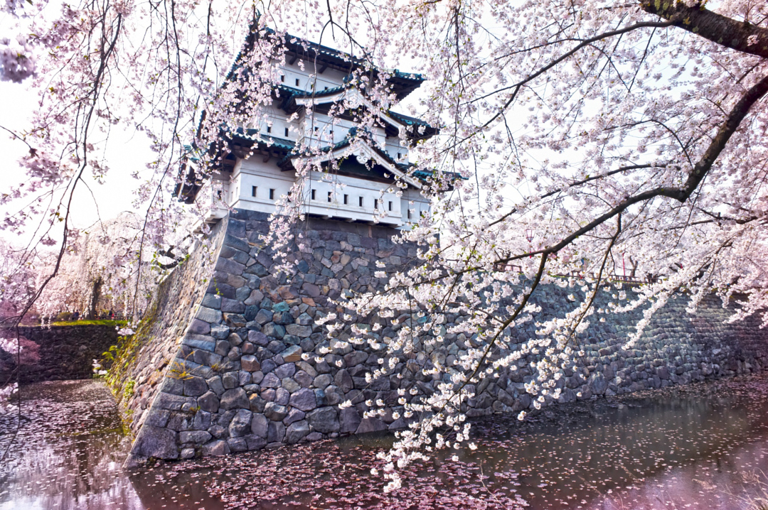 Cherry blossoms city street night japan hi-res stock photography