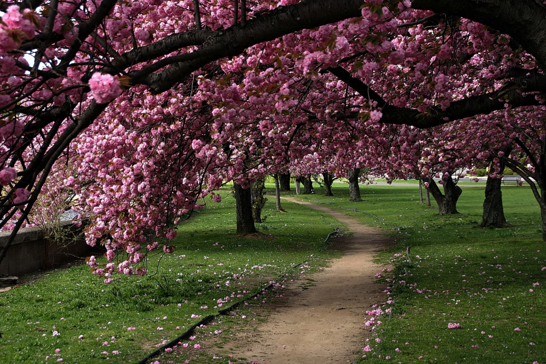 Cherry blossom trees at Mill River Park - Stamford, Connecticut