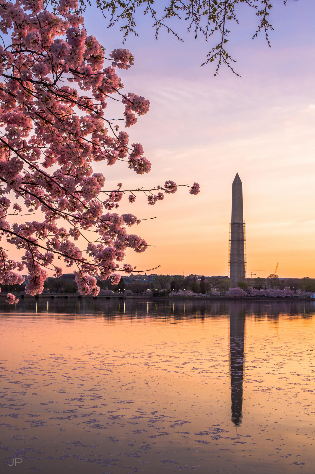 Beautiful Photos Of Cherry Blossoms Around The World Px