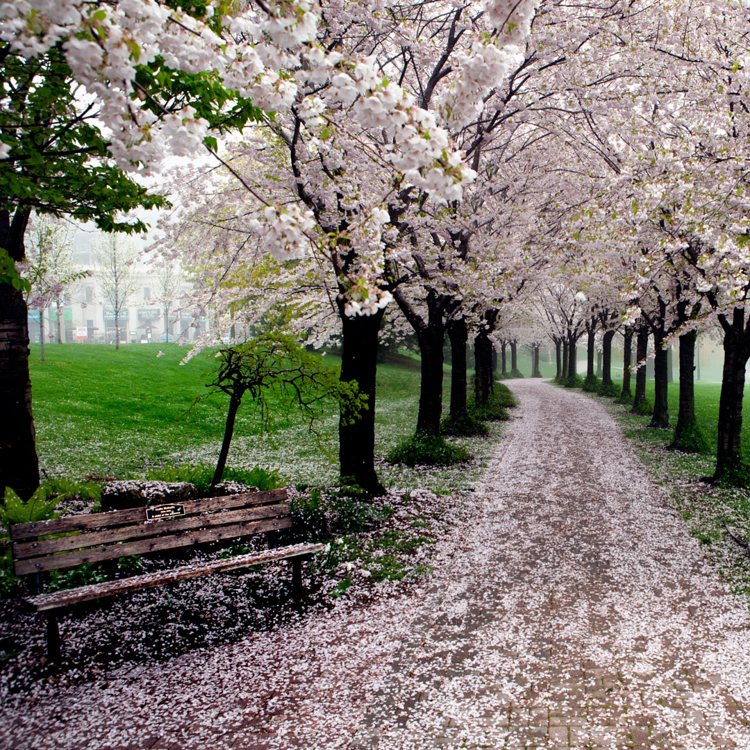 Beautiful Photos Of Cherry Blossoms Around The World Px