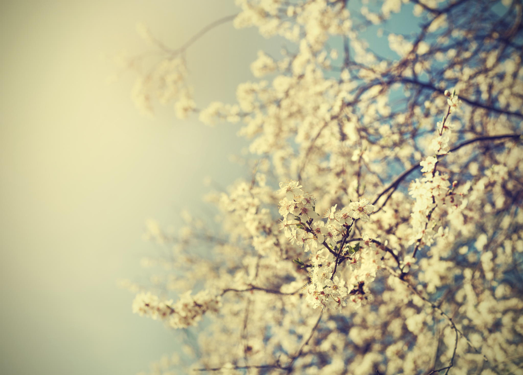 Vintage tree flower background photo of beautiful cherry tree. A