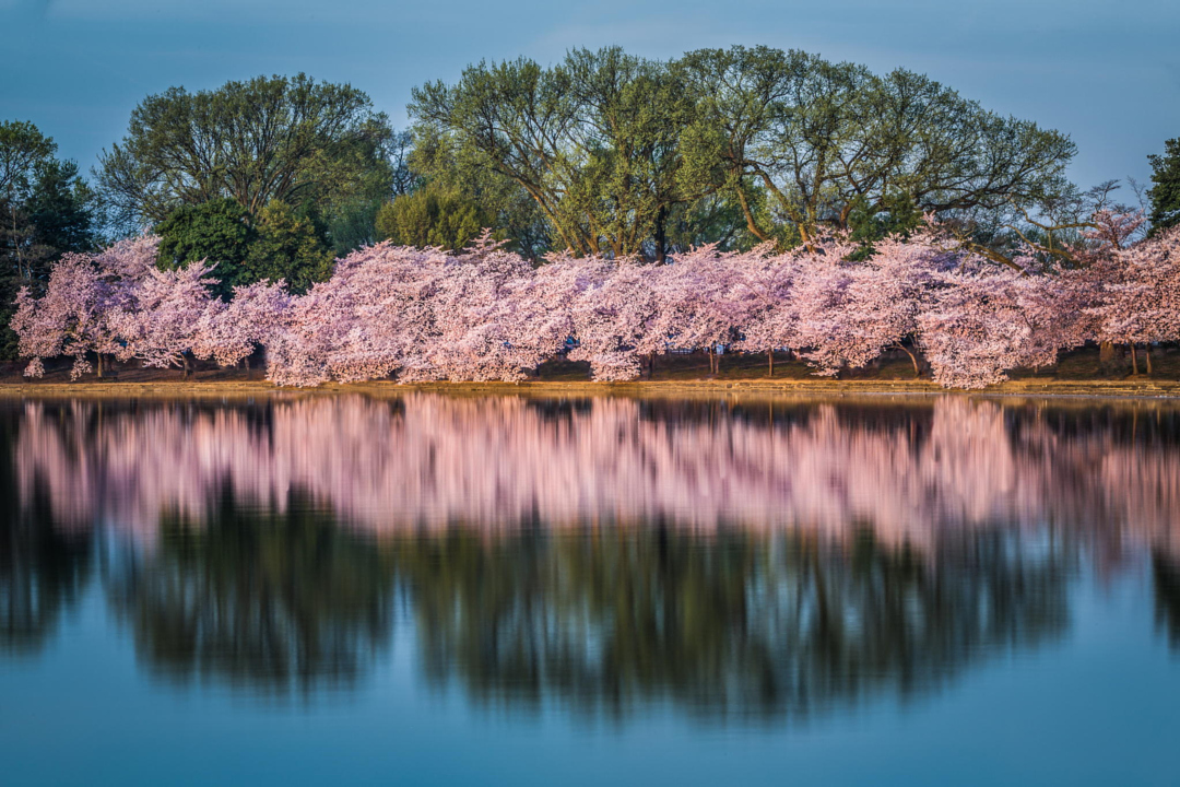 Blooming Cherry Trees