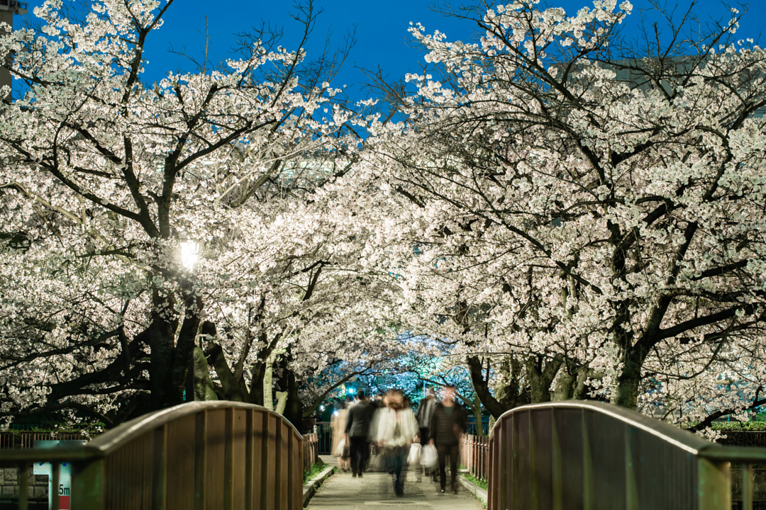 Beautiful Photos Of Cherry Blossoms Around The World Px