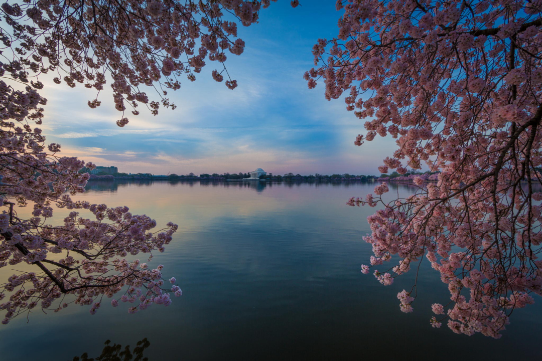 Cherry Blossoms at Jefferson Memorial