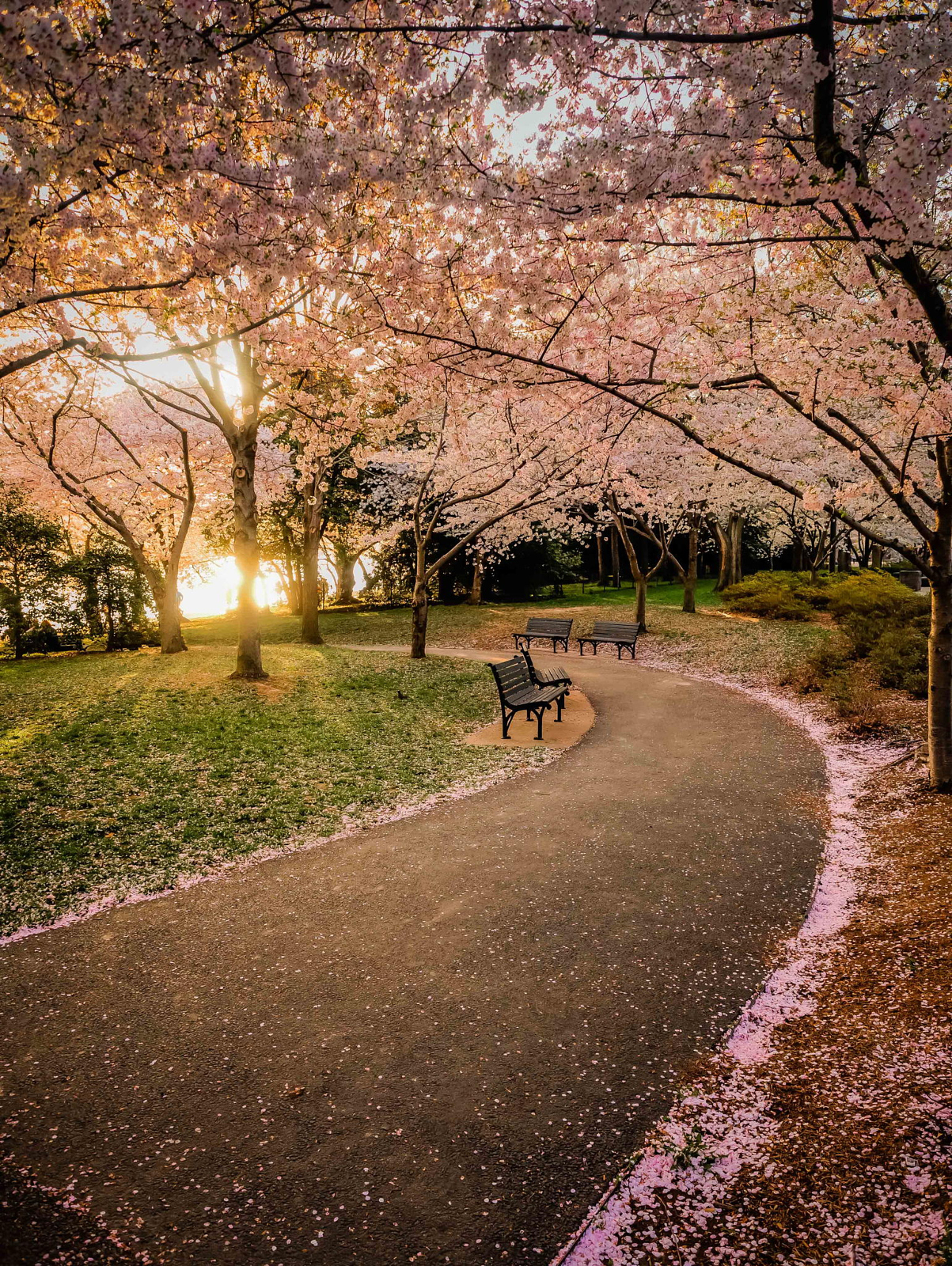 Beautiful Pink Blossom Flowers With Path Between Wood Fence And River In  Park HD Spring Background Wallpapers, HD Wallpapers