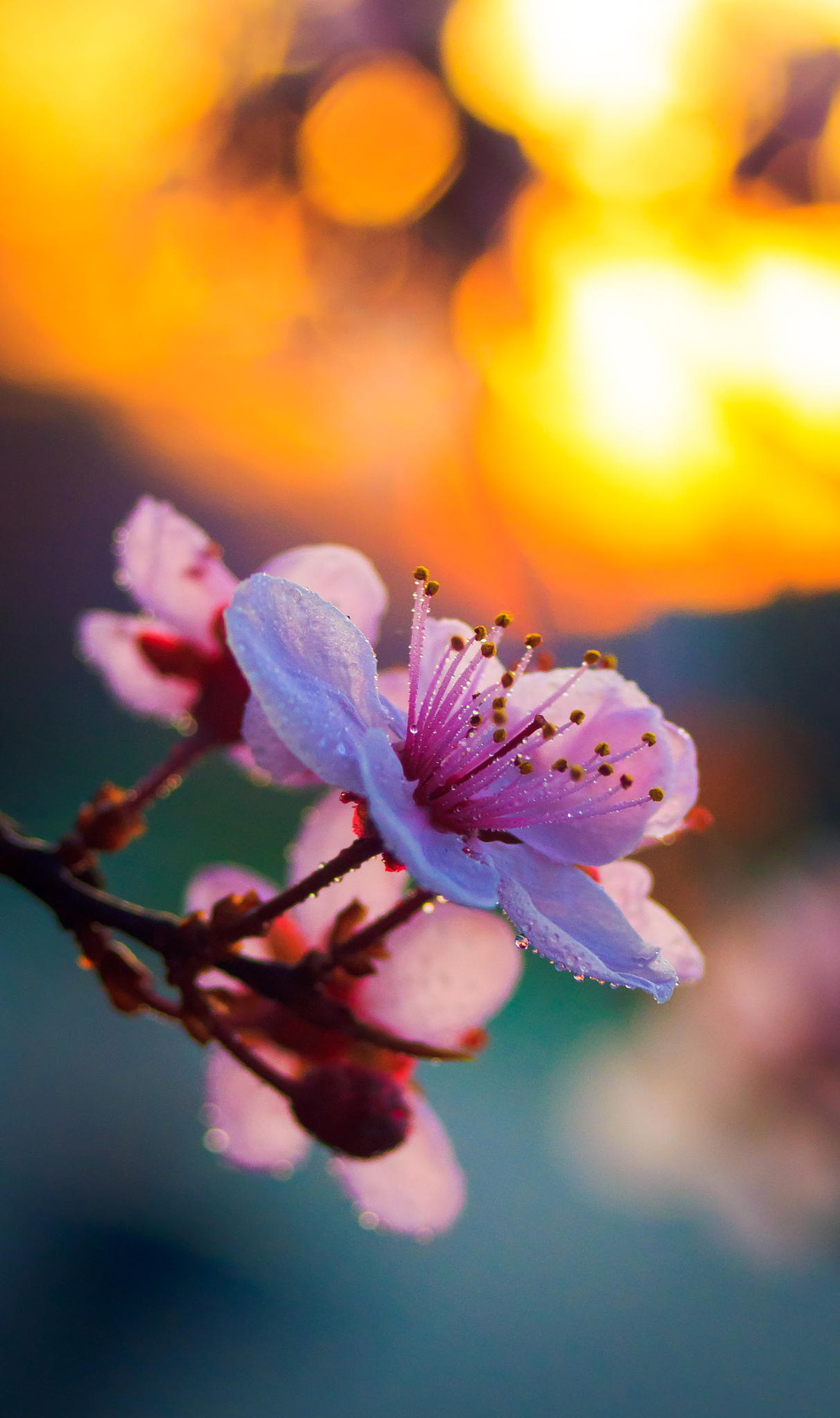 cherry blossom macro photography