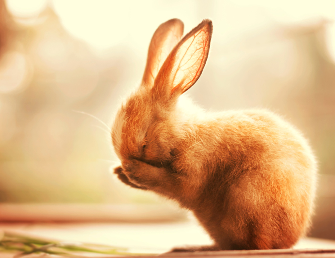 bunny_1