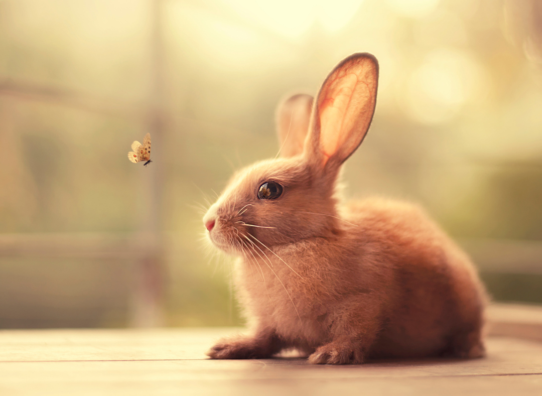 bunny_3