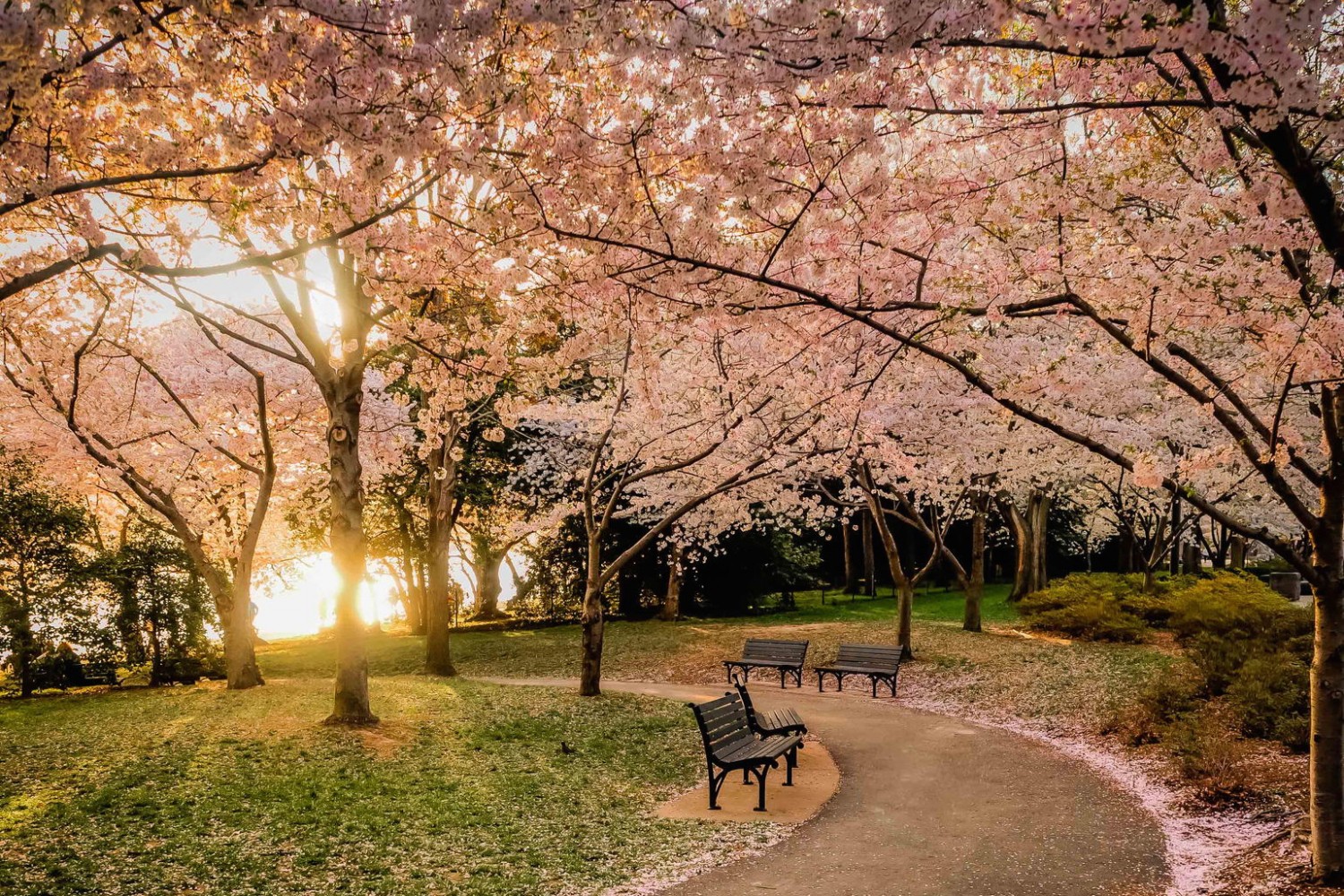 Cherry blossoms city street night japan hi-res stock photography