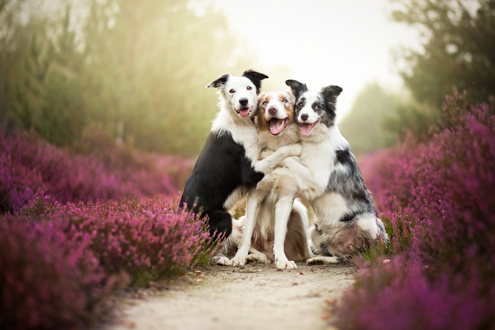 Baby Animals Hugging