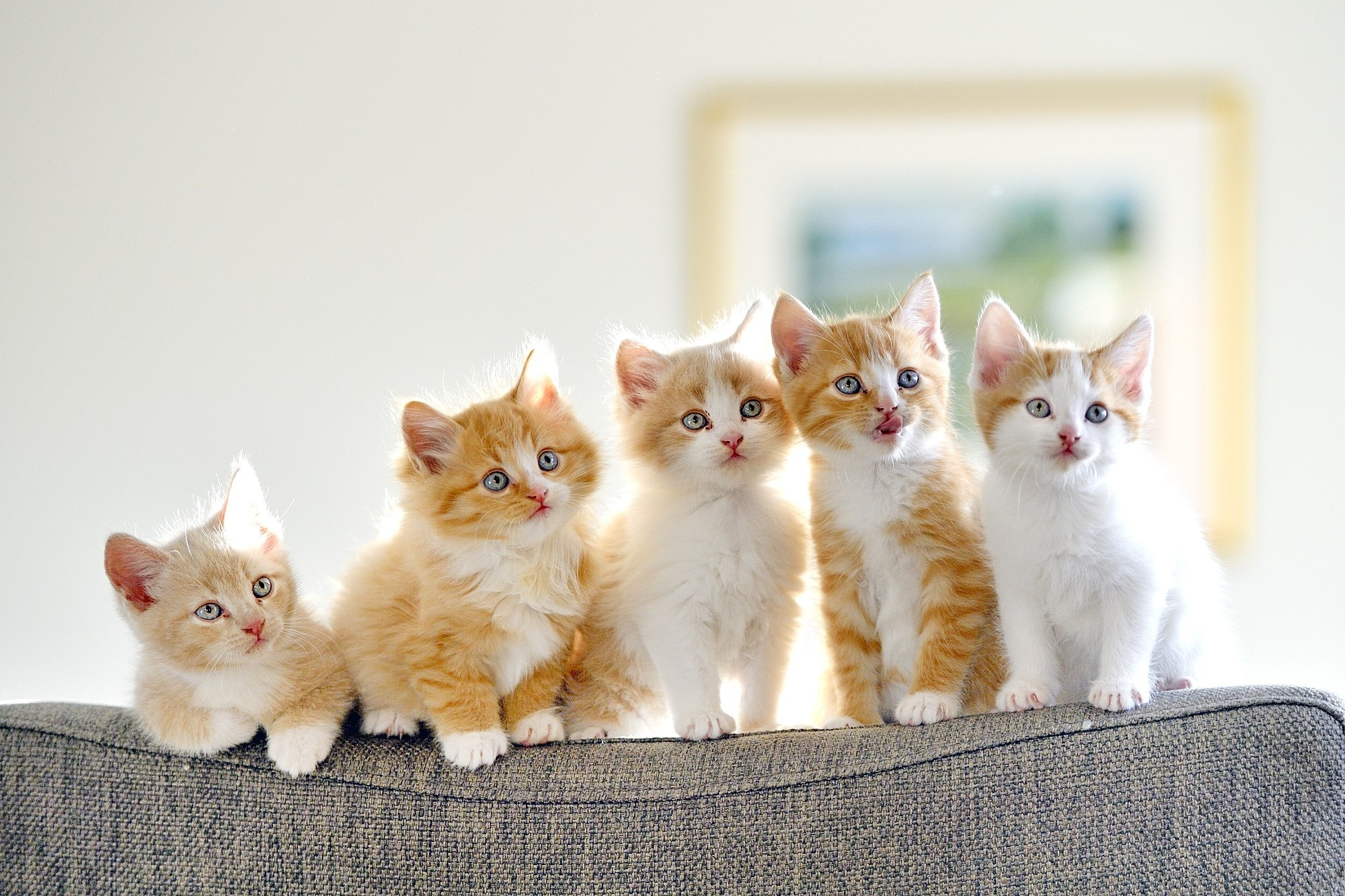Psychology Explains Why Baby Animal Photos are So Popular on 500px - 500px