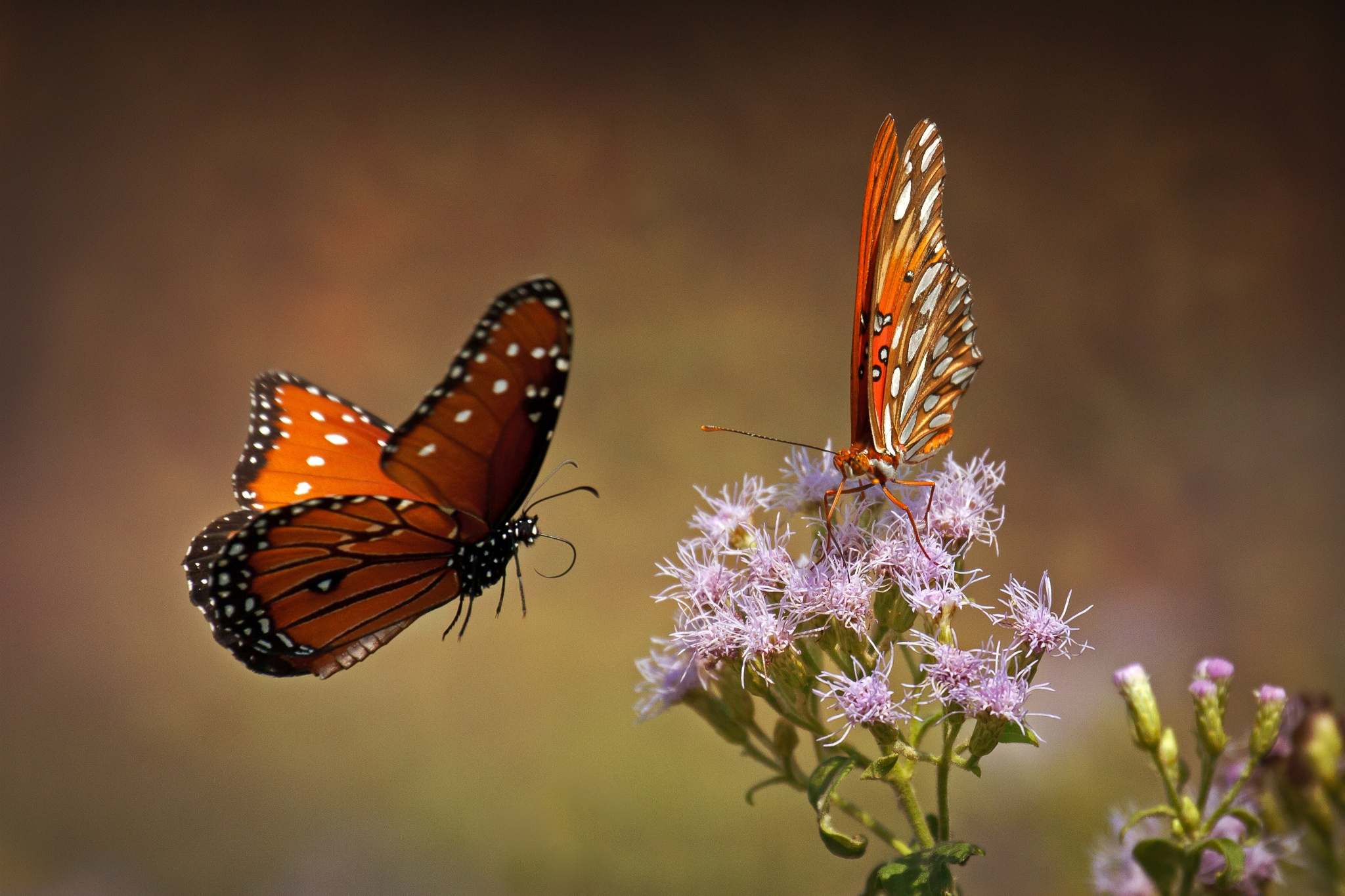 50 Breathtaking Photographs of Butterflies