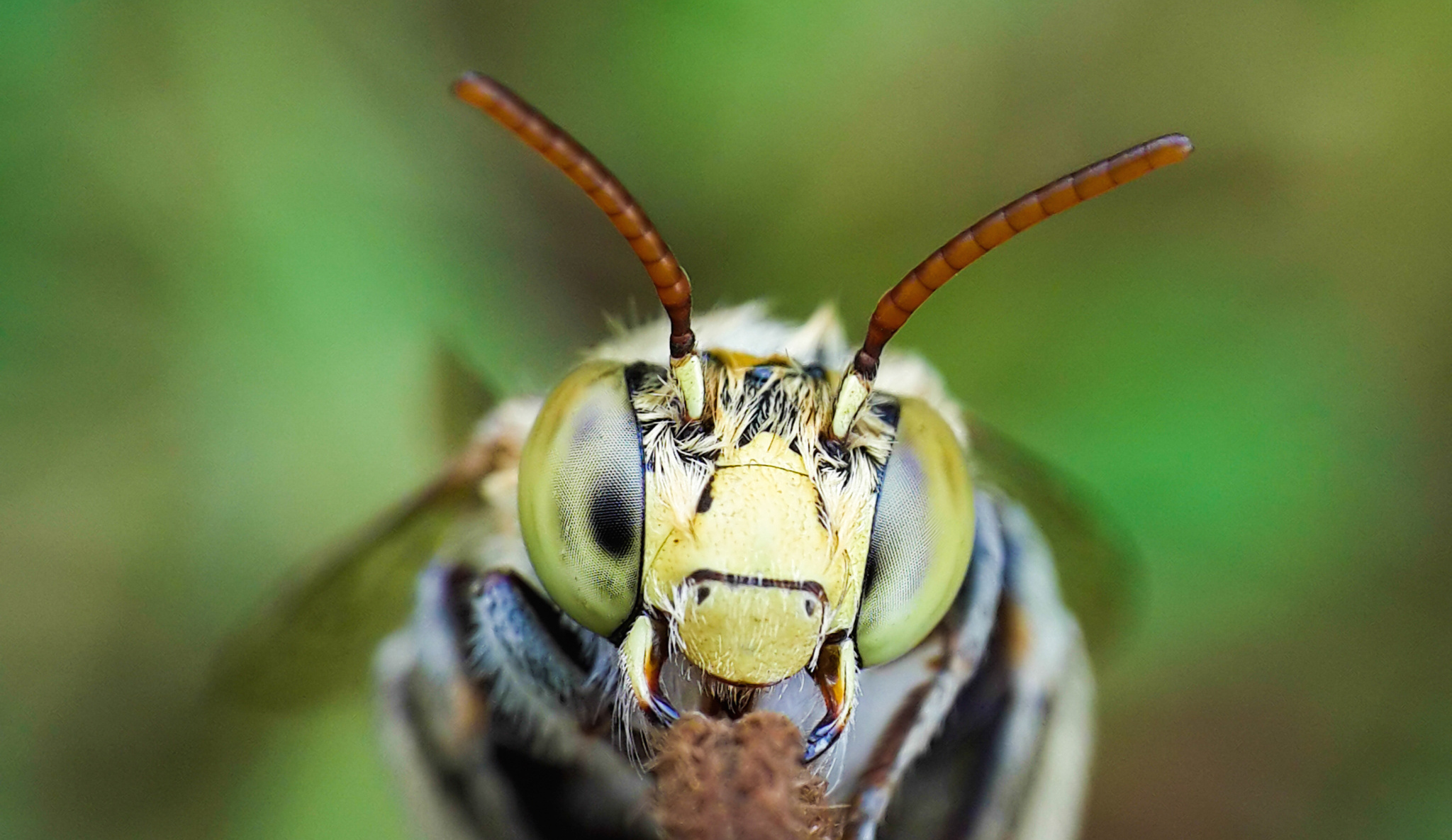 cellphone macro lens