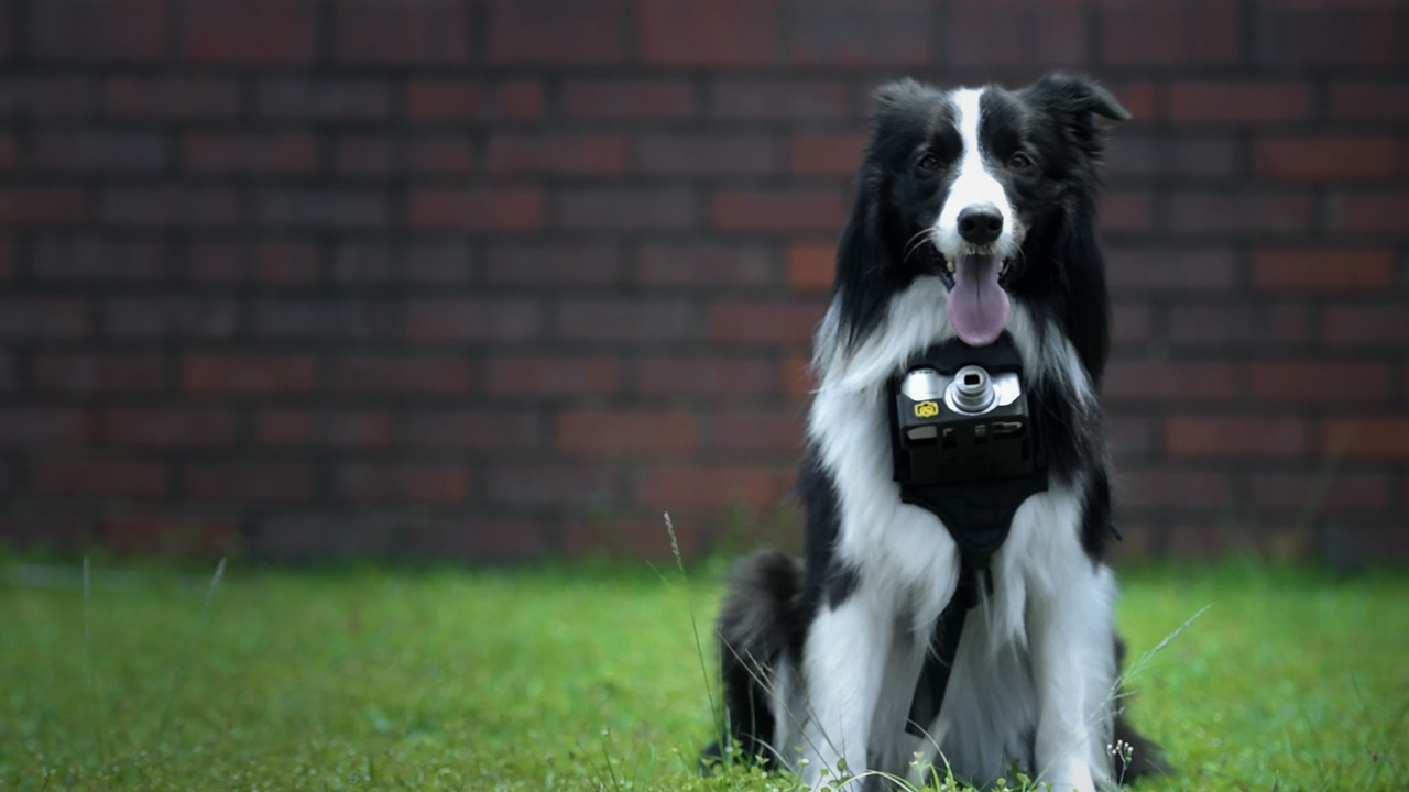 Nikon Turned this Dog Into a Photographer Using a Heart-Triggered Camera