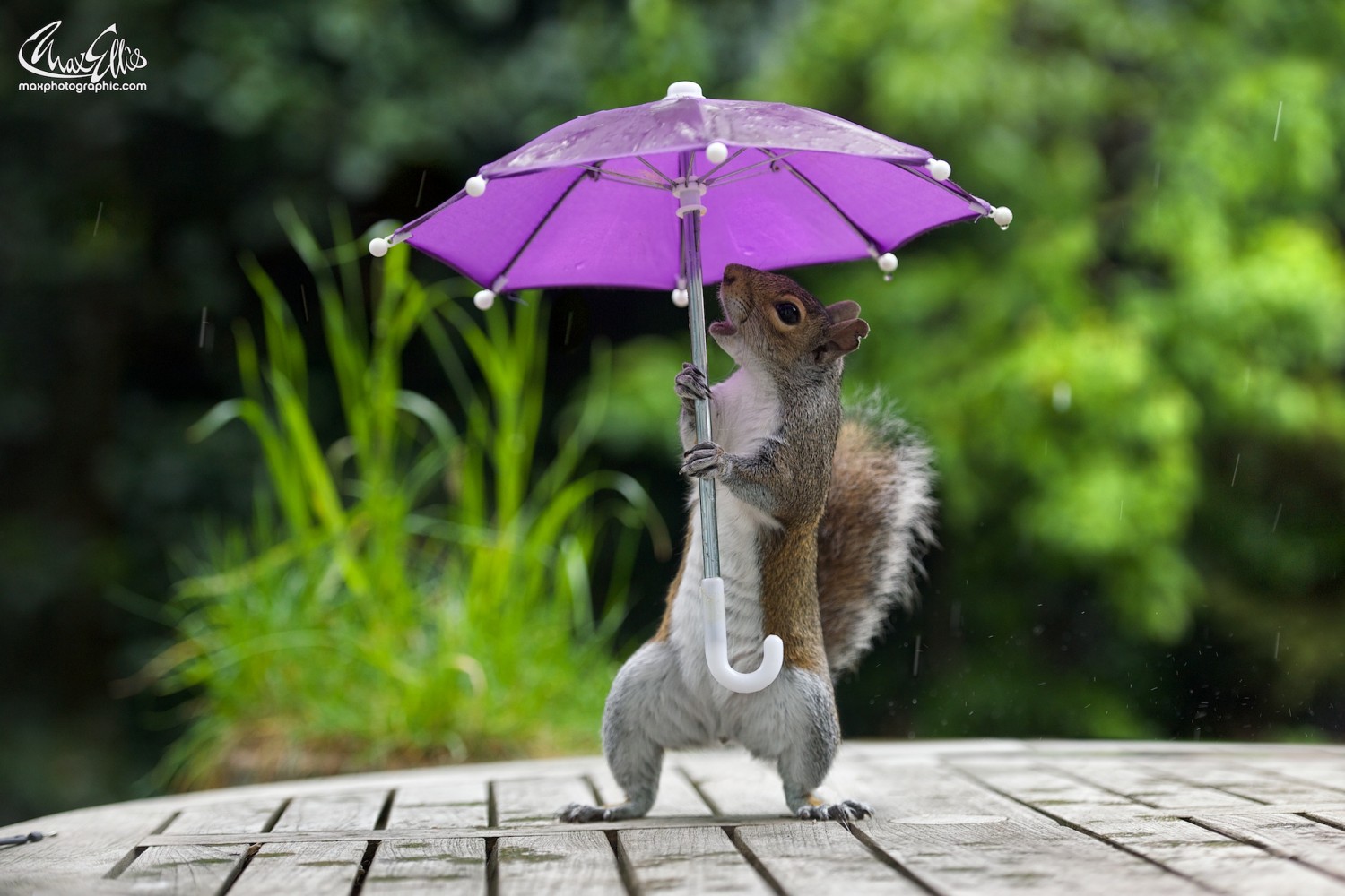 Umbrella deals with rain