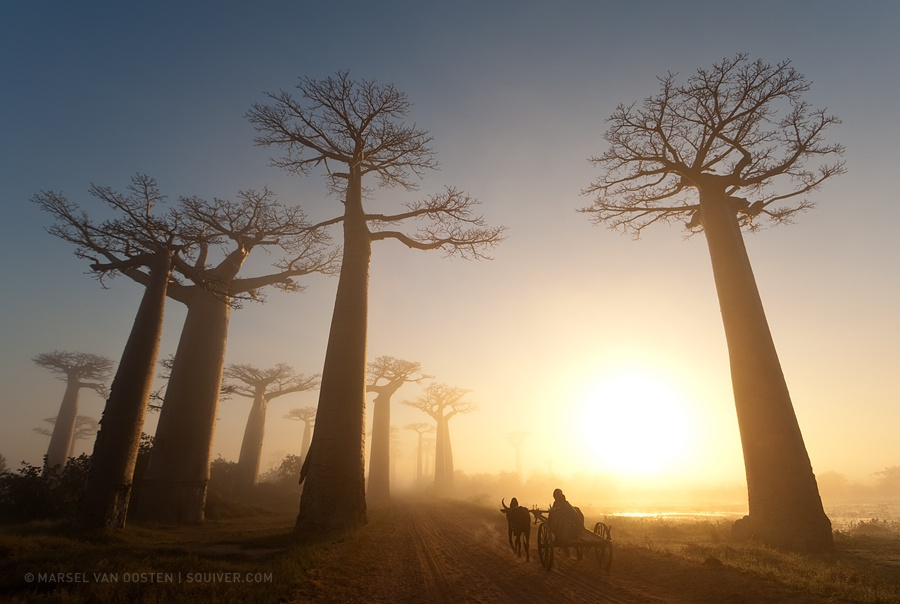 25 Beautiful Baobab Trees the Little Prince Forgot to Pull Up