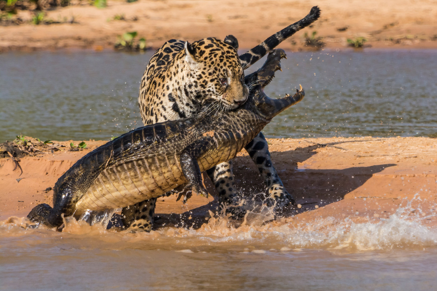 Jaguar Attacks Caiman in This Intense Series of Wildlife Images