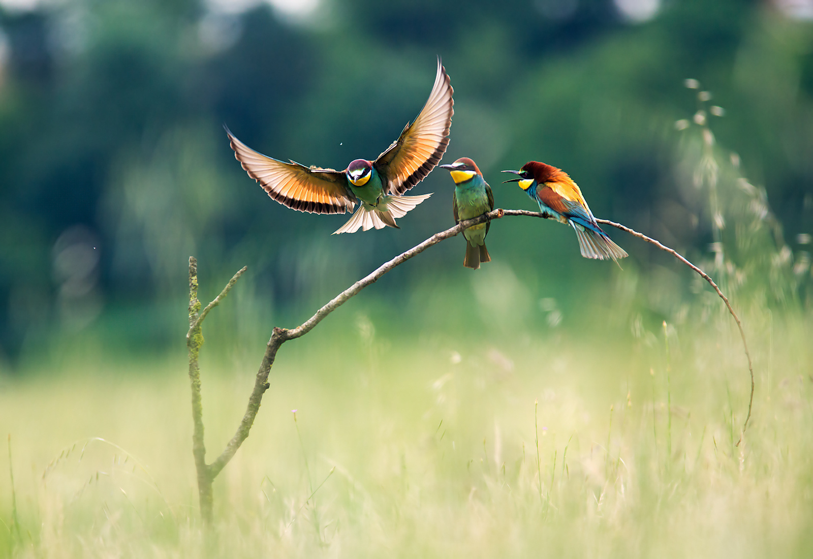 The Story Behind One of the Best Bird Photos on 500px