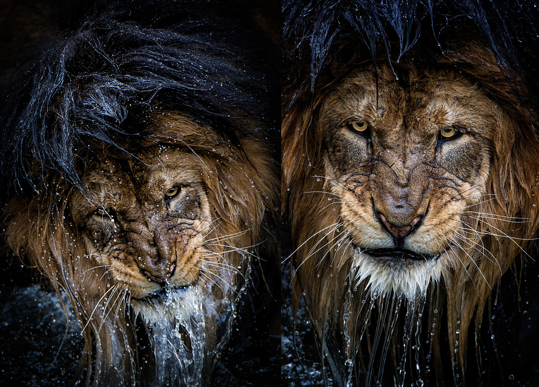 water lion