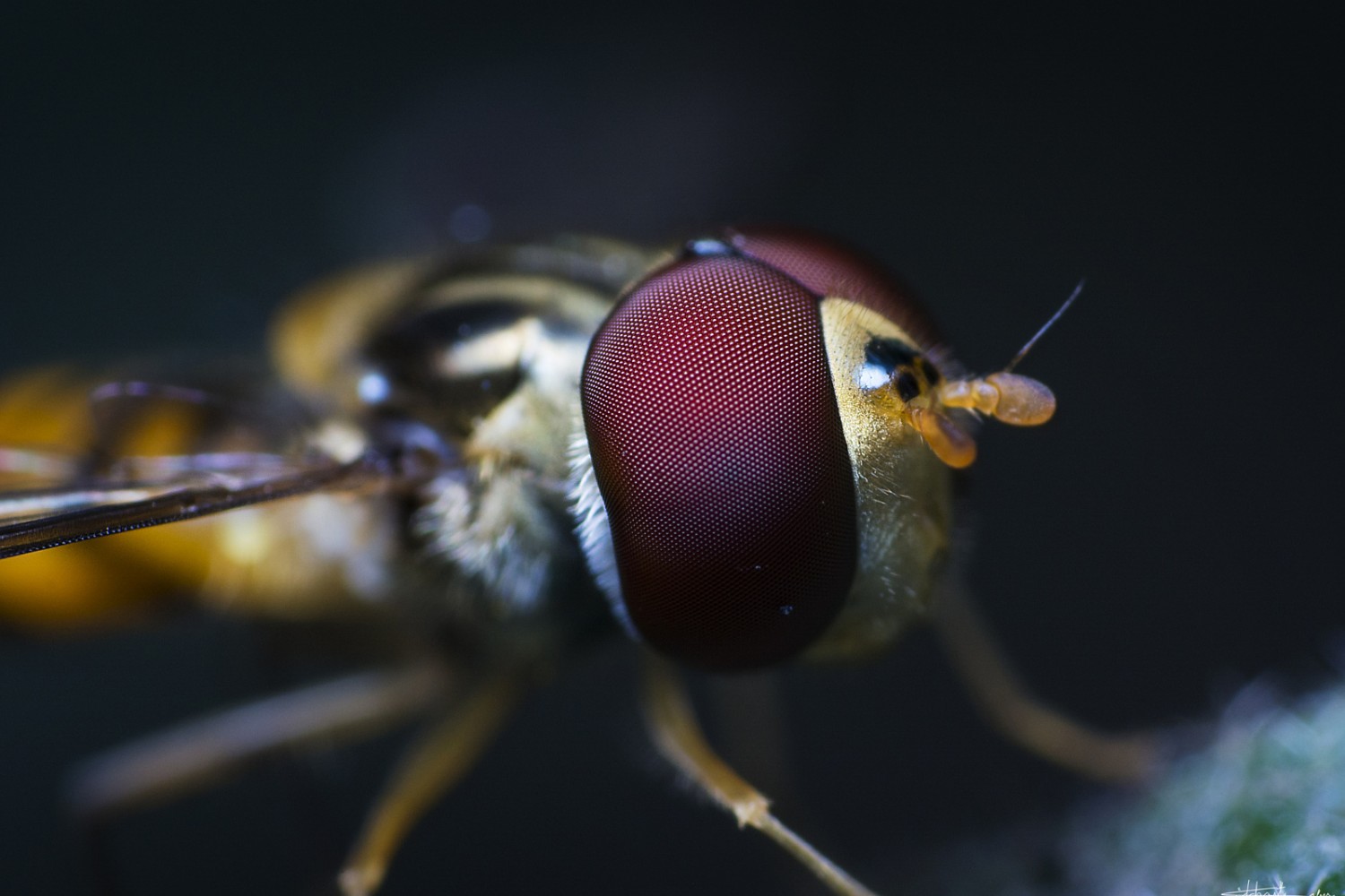 Amazing Macro Photos Shot by a 16-Year-Old in His Backyard