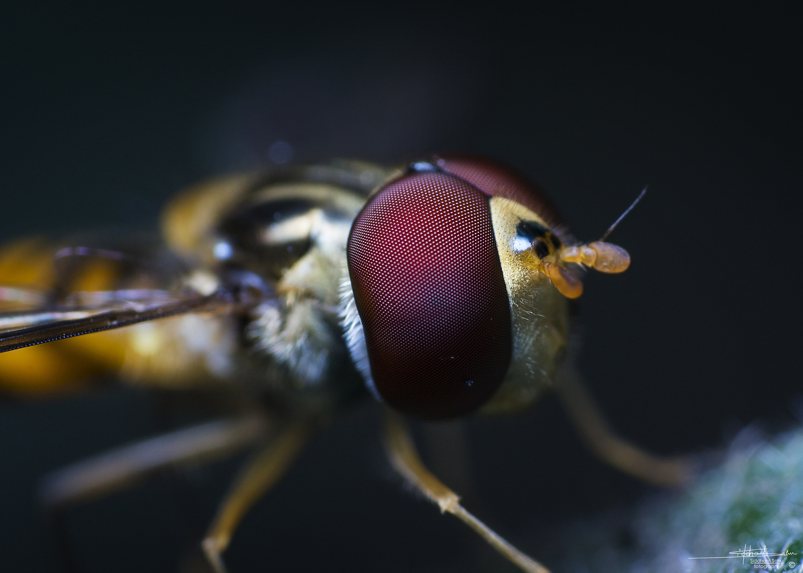 Amazing Macro Photos Shot by a 16-Year-Old in His Backyard