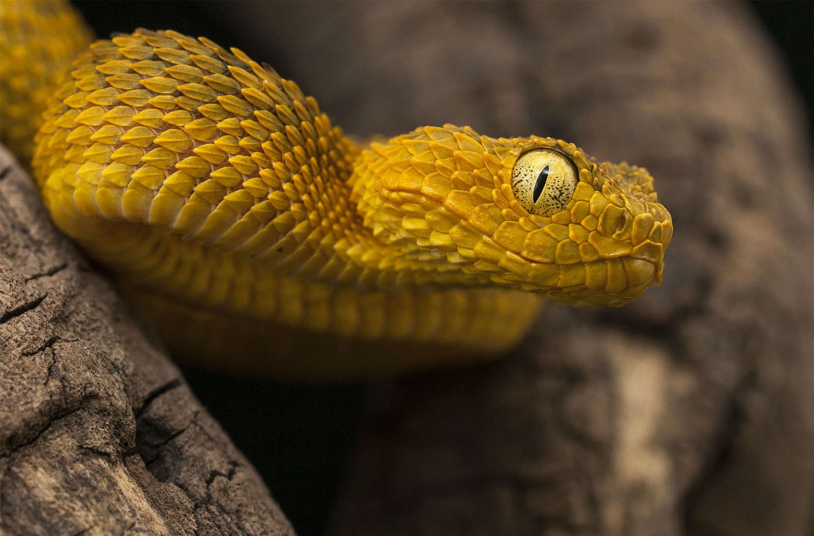 25 Terrifying...ly Awesome Snake Portraits