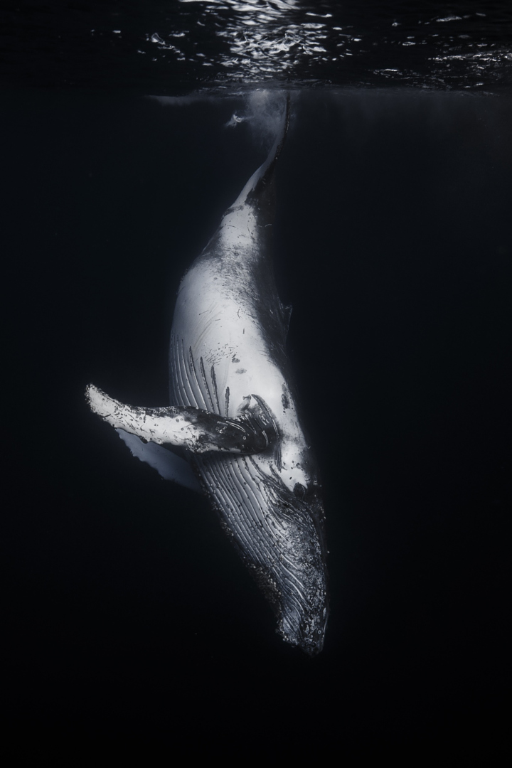 whale_3