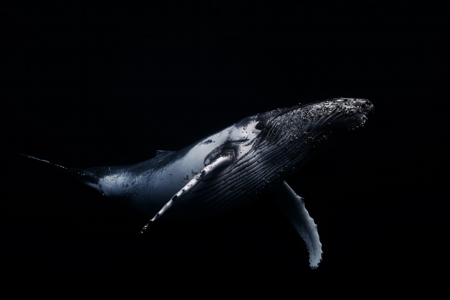 Humpback Whale Black