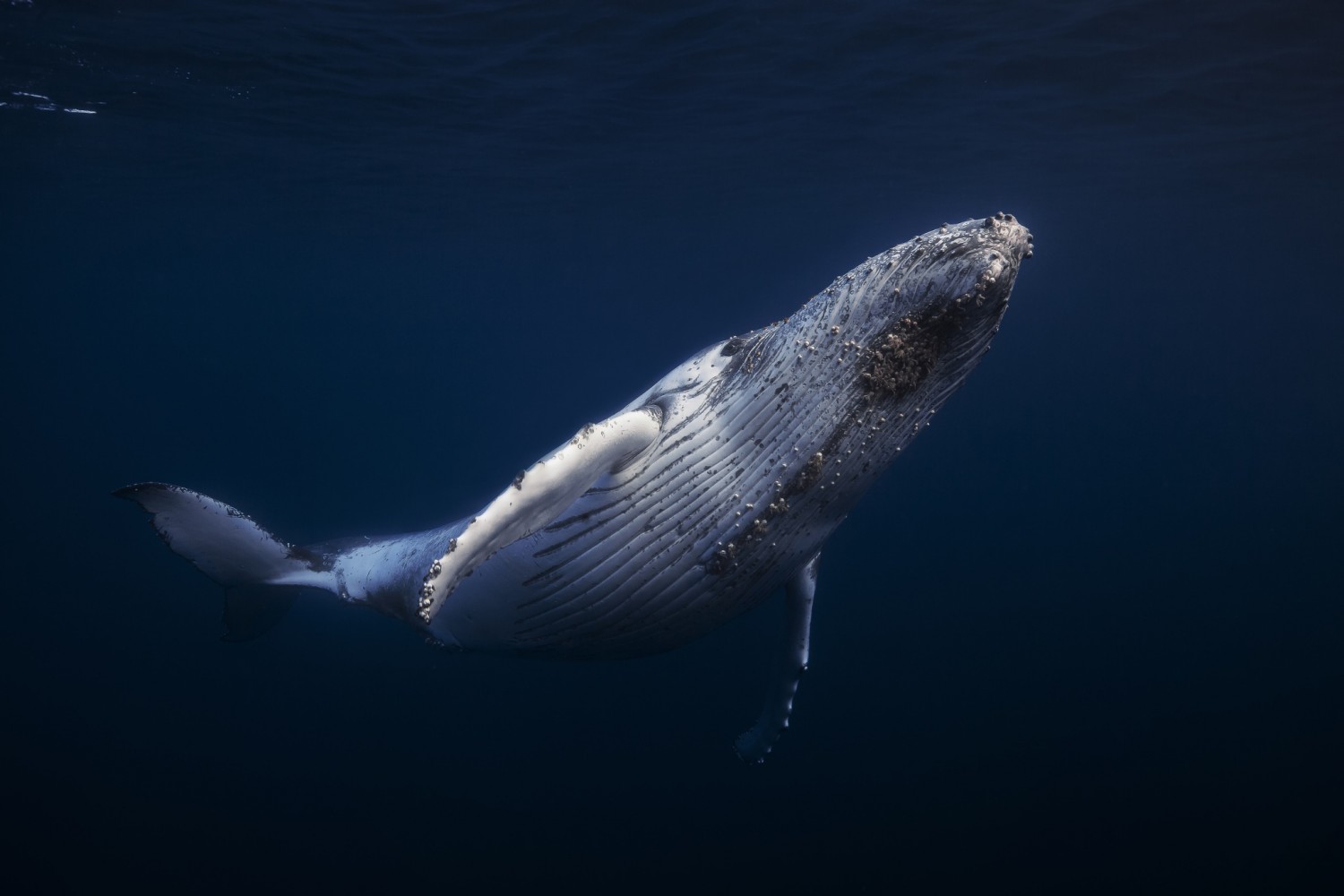 11 Simply Breathtaking Whale Photos by Gaby Barathieu