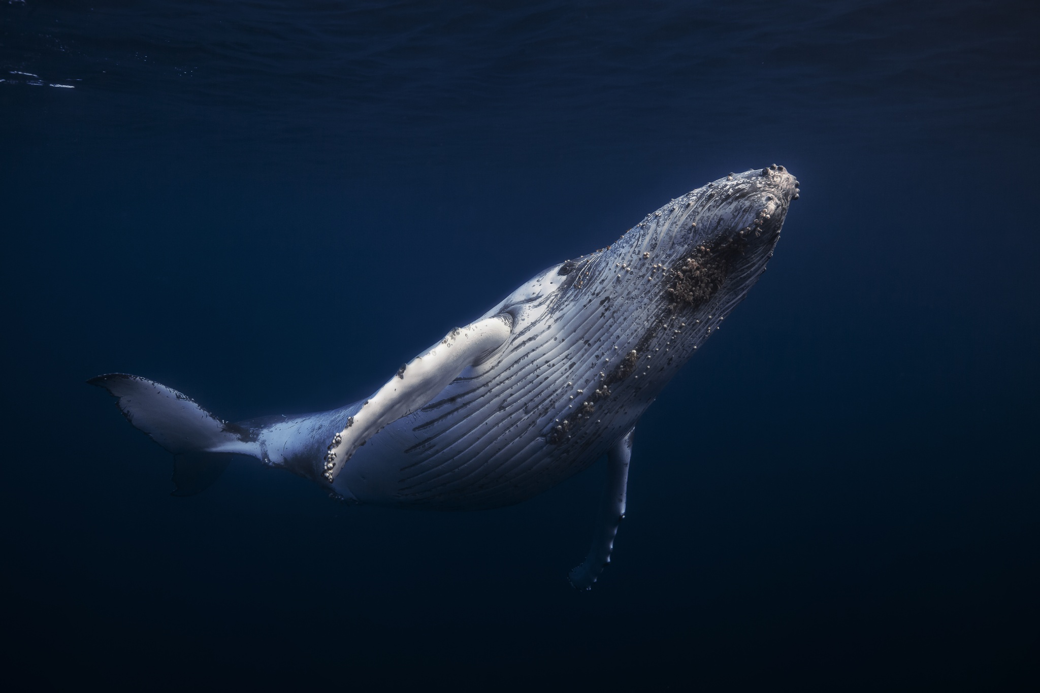 whale photography